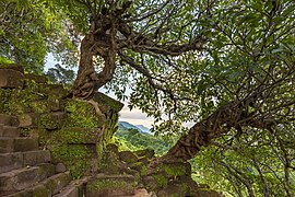 Twisted Plumeria tree trunk overgrowing the stairs of Wat Phou temple