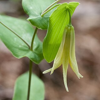 <i>Uvularia perfoliata</i> Species of flowering plant