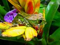 Big-eyed tree frog, Leptopelis vermiculatus, Hyperoliidae, Tanzania