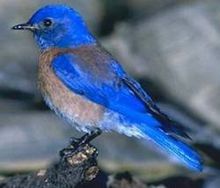 Western bluebird WesternBluebird23.jpg