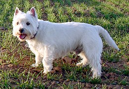 Westhighlandterrier.jpg