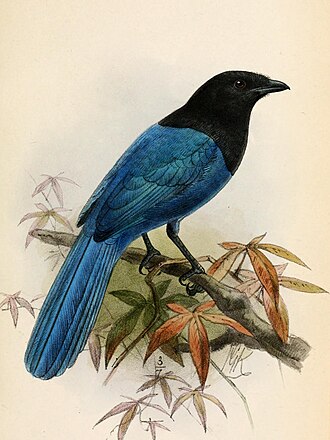 Illustration by Keulemans, 1877 XanthuraMelanocyaneaKeulemans.jpg