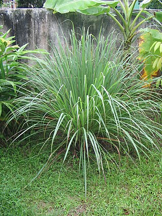 <i>Cymbopogon</i> Genus of grasses