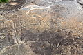 Rock carvings, North Bondi