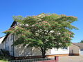 Albizia julibrissin i en tysk hage