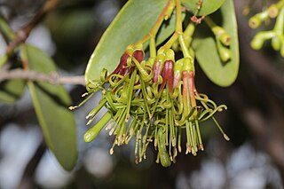 <i>Amyema benthamii</i> Species of epiphyte