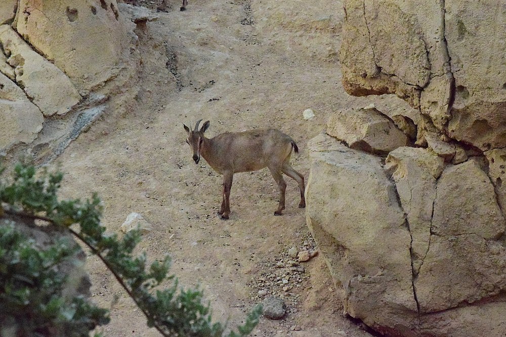 Animals at Al Ain Zoo Abu Dhabi, U.A.E.jpg