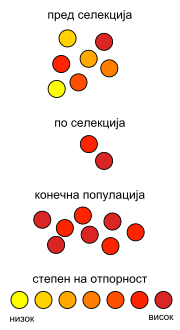 Thumbnail for File:Antibiotic resistance-mk.svg