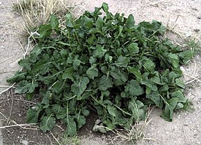 Arugula, rocket (Eruca sativa)