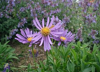 <i>Aster alpinus</i> Species of plant