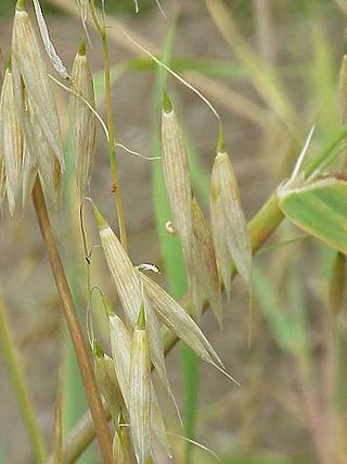 <i>Avena nuda</i> Species of grass