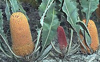 Banksia goodii