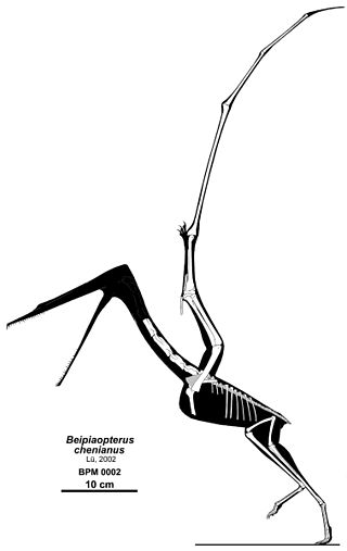 <i>Beipiaopterus</i> Genus of ctenochasmatid pterosaur from the Early Cretaceous