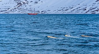 <span class="mw-page-title-main">Arctic realm</span> Group of marine ecoregions in the Arctic zone