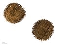 Bixa orellana - MHNT