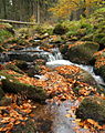 Die Große Bode (Quellbach der Warmen Bode) oberhalb Braunlage