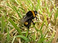 Bourdon terrestre (Bombus terrestris) à Plouarzel.