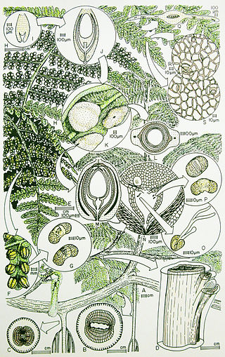 <span class="mw-page-title-main">Callistophytaceae</span> Extinct family of seed ferns