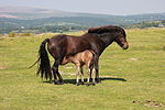 Une femelle Dartmoor et son poulain.