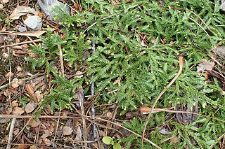 <i>Diphasium scariosum</i> Species of spore-bearing plant