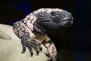 <i>Heloderma</i> Genus of reptiles