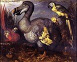 Dodo Edwards (1626) oleh Savery; Natural History Museum, London.