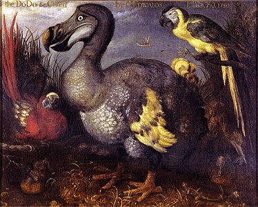 El famós dodo de Georges Edwards, pintat per Roelant Savery el 1626