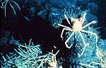 Thumbnail for File:Endeavour Spider Crabs.jpg