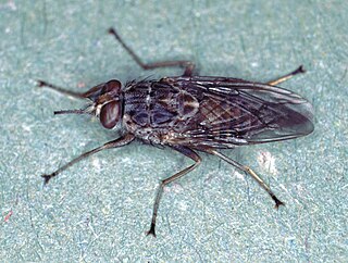 <span class="mw-page-title-main">Tsetse fly</span> Genus of disease-spreading insects