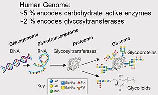 <span class="mw-page-title-main">Glycome</span> Complete set of all sugars, free or bound, in an organism.