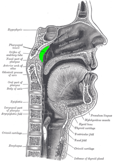 <span class="mw-page-title-main">Adenoid</span> Type of tonsil