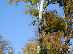 Tree-face (detail in the centre)