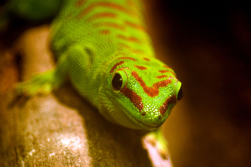 Greenday Gecko