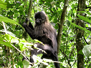 <span class="mw-page-title-main">Crested mangabey</span> Genus of Old World monkeys