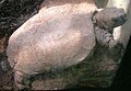 Arakan Forest Turtle