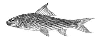 <i>Bangana</i> Genus of fishes