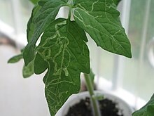 Tomato with leaf miner damage Leaf-miner-tomato.jpg