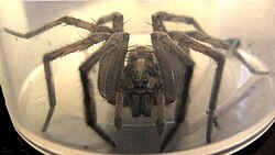 Frontal view of Lycosa tarantula Lycosa tarentula frontal.jpg