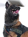 Malinois portrait.jpg