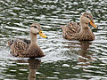 Male left, female right