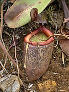 Nepenthes peltata