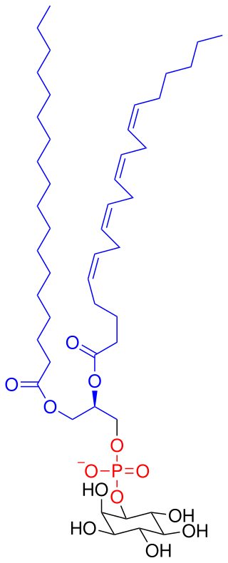 <span class="mw-page-title-main">Phosphatidylinositol</span> Chemical compound