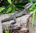 Intellagama lesueurii lesueurii (eastern water dragon) basking on a log in suburban Sydney