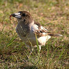 Piedbutcherbird.jpg