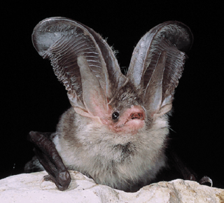 <span class="mw-page-title-main">Sardinian long-eared bat</span> Species of bat