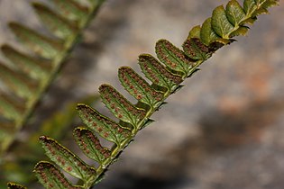 Polystichum lonchitis