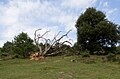 Dood hout tussen de bomen op de Posbank