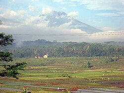 Rice fields in Pringsurat, Temanggung Regency