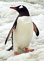 Penguin Gentoo