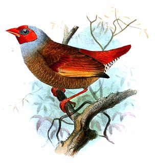 Orange-winged pytilia Species of bird